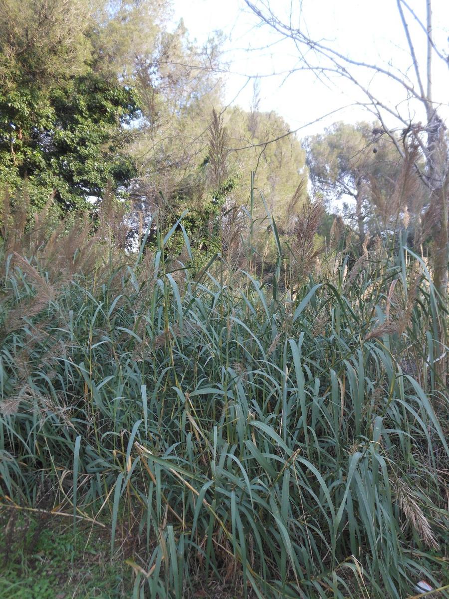 Arundo donaciformis (Loisel.) Hardion, Verlaque & B. Vila